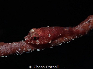 "Red Cling" 
A Red Cling Fish doing what it does best. L... by Chase Darnell 